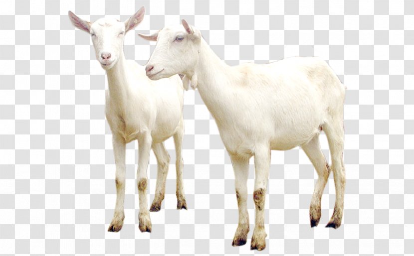 Sheep–goat Hybrid Cattle - Photography - Goat Transparent PNG