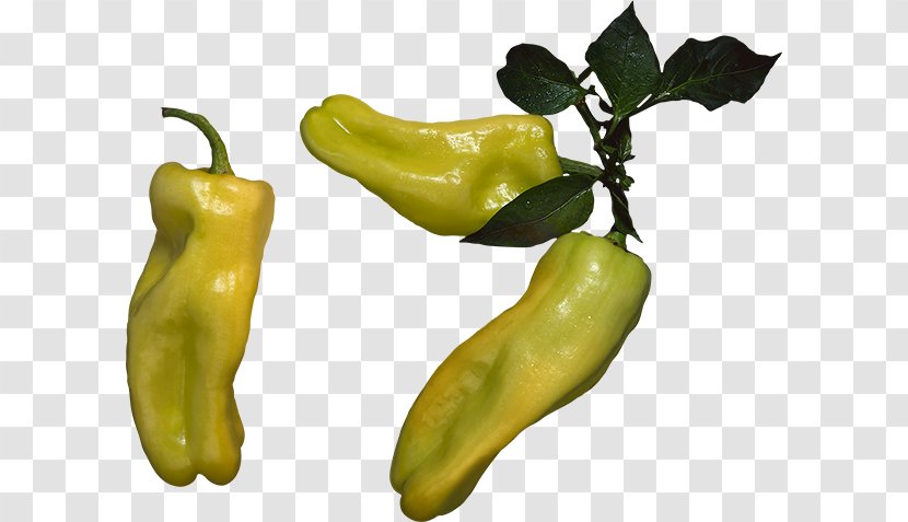 Serrano Pepper Pasilla Yellow Friggitello Bell - Vegetable - Capsicum Annuum Transparent PNG