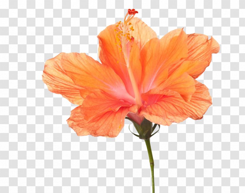 Common Hibiscus Shoeblackplant Stock Photography - Peach - Yellow Flower Transparent PNG