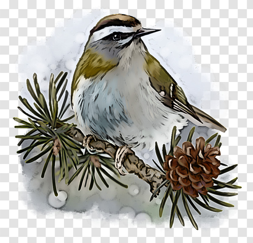 Bird Beak Plant Sparrow Perching Bird Transparent PNG