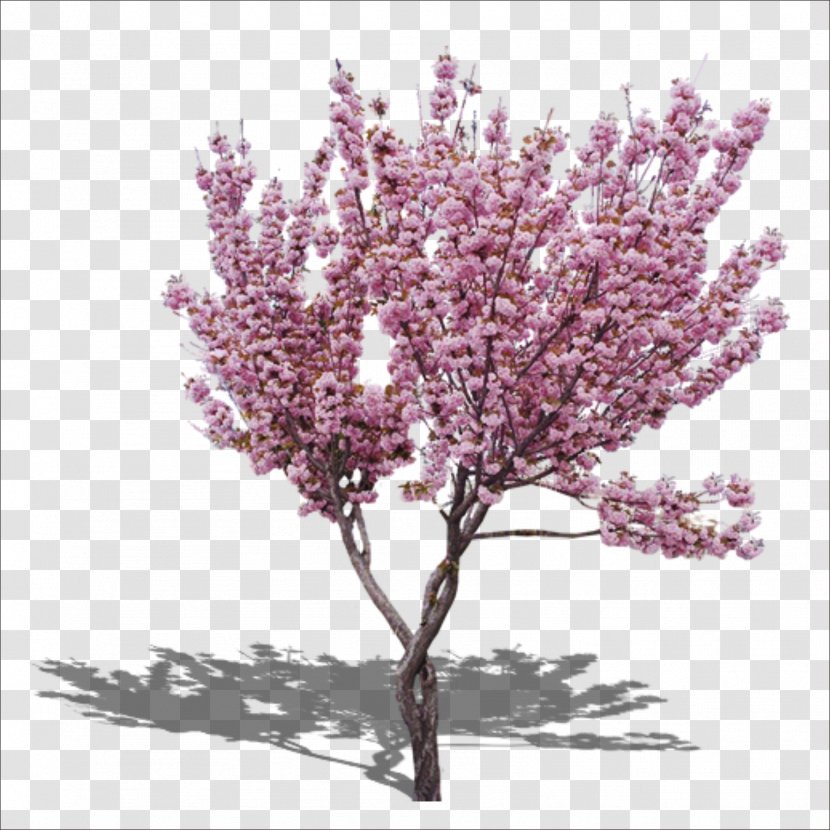 The Pink Peach Tree Cherry Blossom Transparent PNG