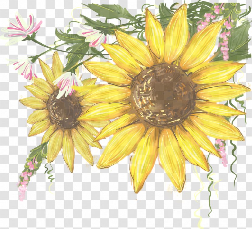 Sunflower - Yellow - Daisy Family Wildflower Transparent PNG