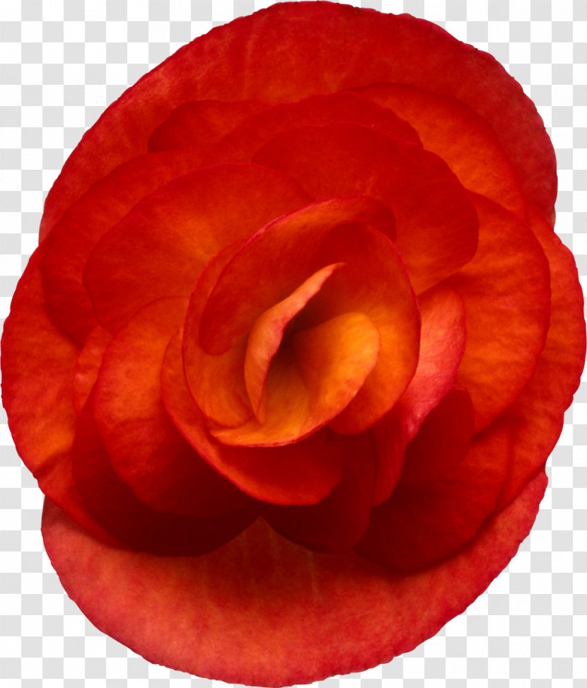 Garden Roses Elatior Begonia Flower Red - Pink Flowers Transparent PNG