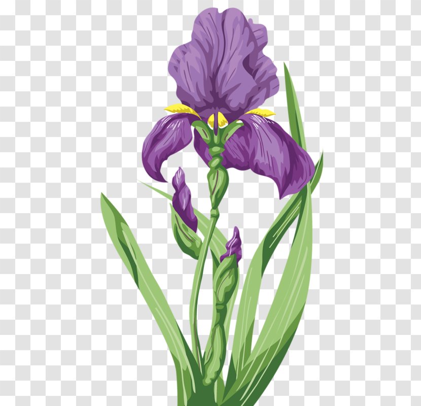 Irises Flower Lilium - Purple Iris Transparent PNG