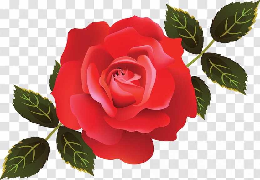 Garden Roses Cabbage Rose Adobe Illustrator Systems Photoshop - Cut Flowers - White Illustration Transparent PNG