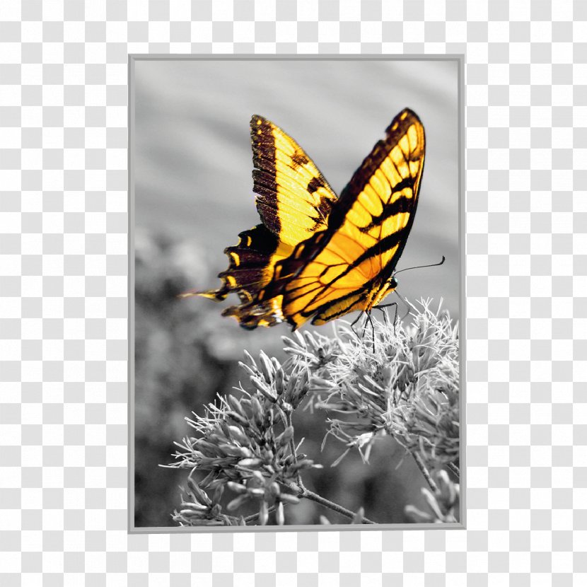 Monarch Butterfly Pieridae Insect Moth - Butterflies And Moths - Personalized Coupon Transparent PNG