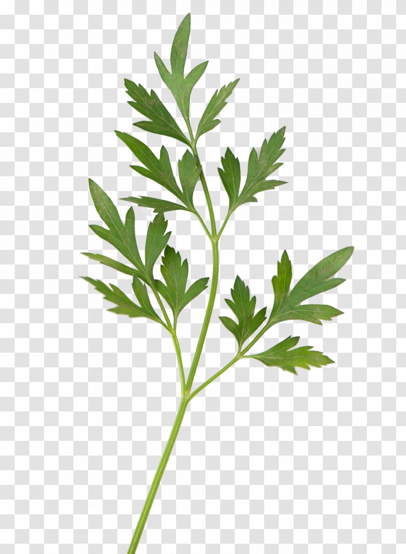 Parsley Leaf Plant Stem Photosynthesis - Herbalism Transparent PNG