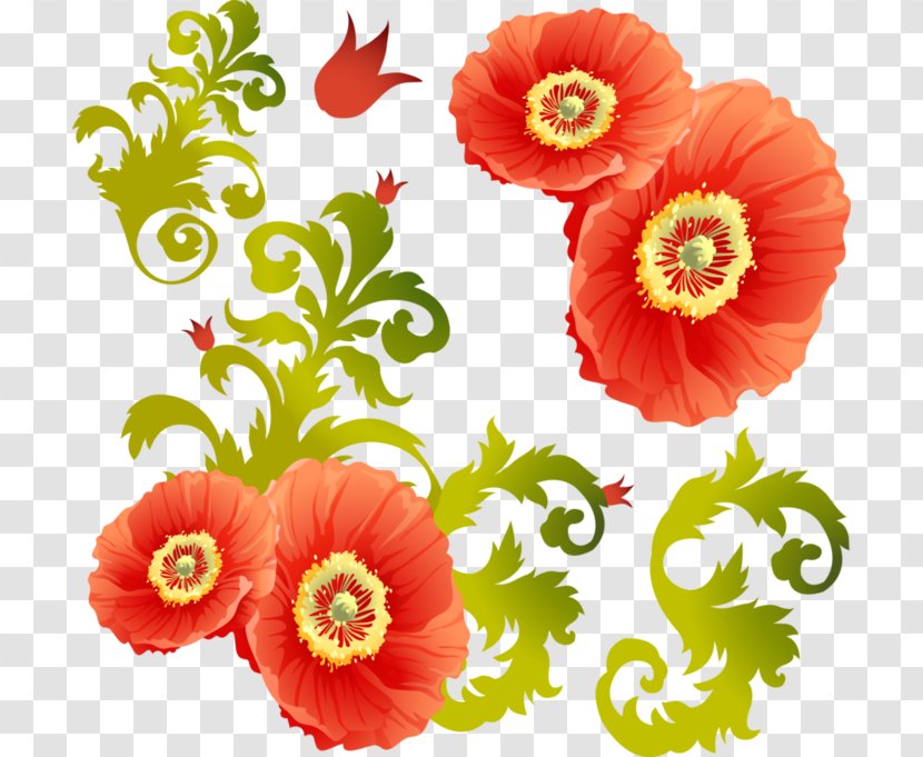 Common Poppy Cut Flowers Clip Art - Petal - Daisy Family Transparent PNG