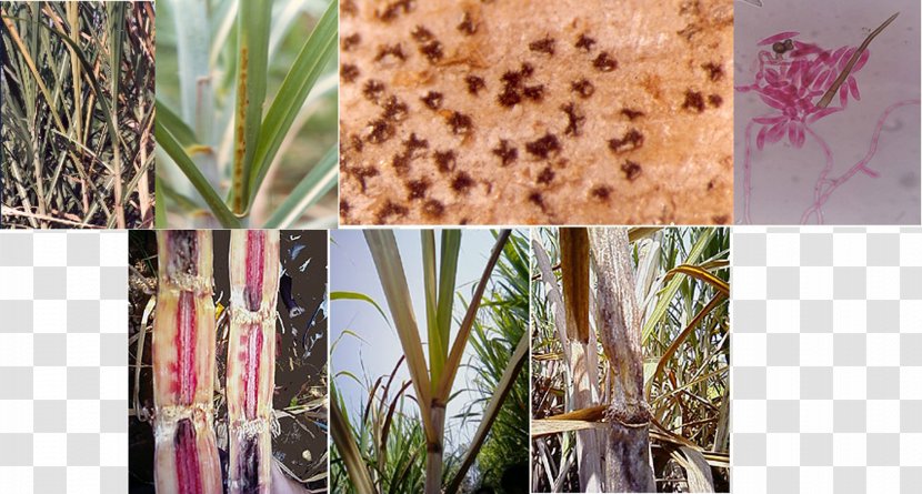 Sugarcane Pathology Red Rot Ratooning Grassy Shoot Disease - Silhouette Transparent PNG