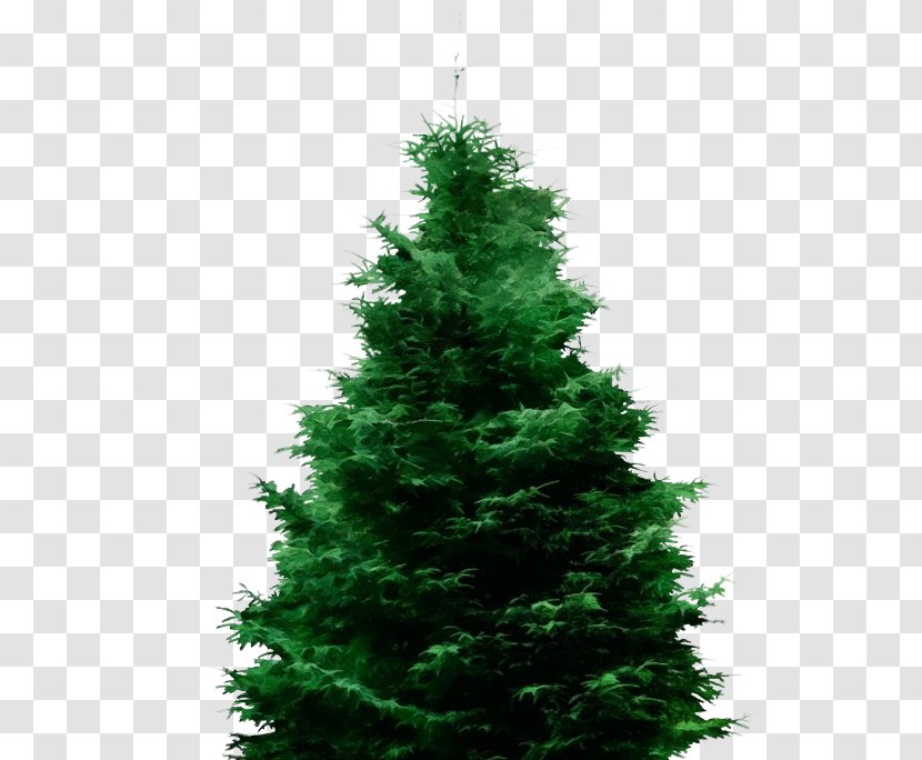 Christmas Tree - Red Pine Canadian Fir Transparent PNG