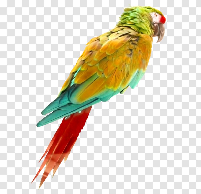 Bird Parrot Oropendola Perroquet - Perico Transparent PNG