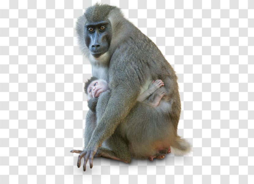 Macaque Drill Old World Monkeys Color Black - Lip - Monkey Transparent PNG