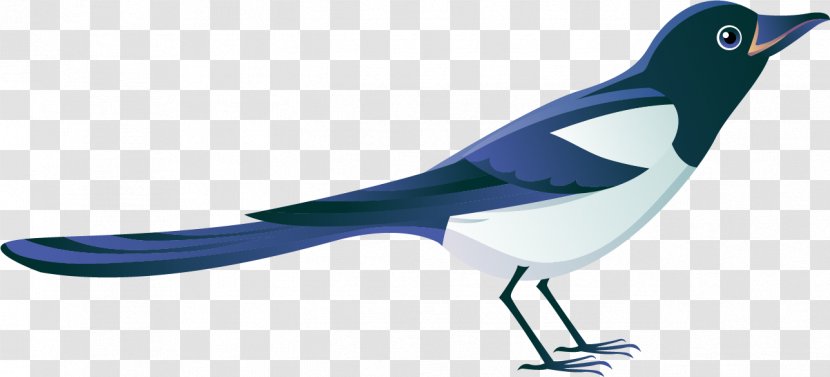 Eurasian Magpie Bird Clip Art - Animal Figure Transparent PNG