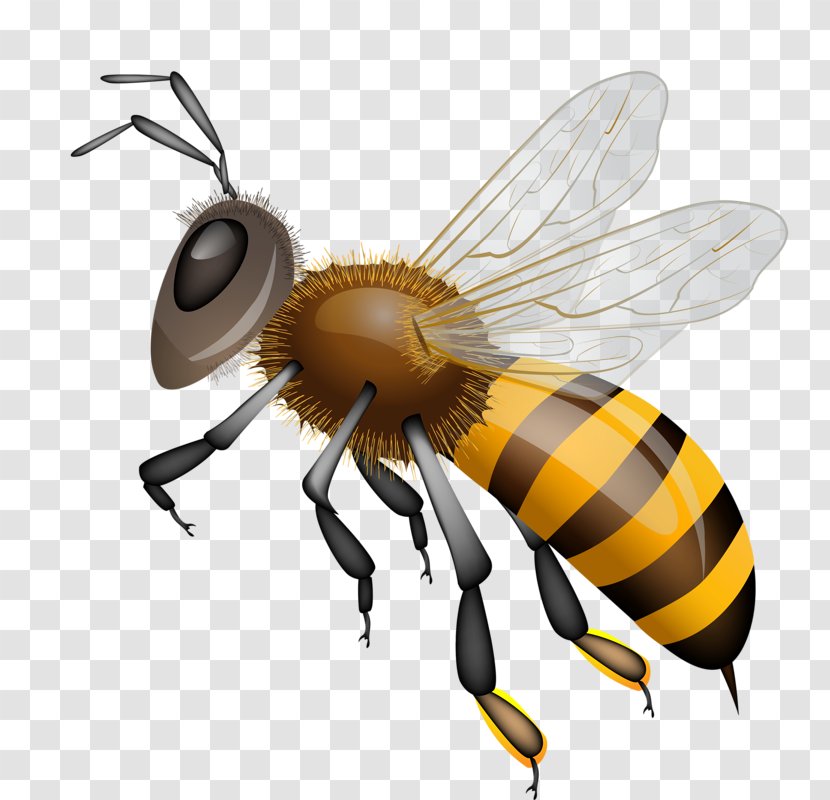 Western Honey Bee Vector Graphics Clip Art Drawing - Bumblebee Transparent PNG