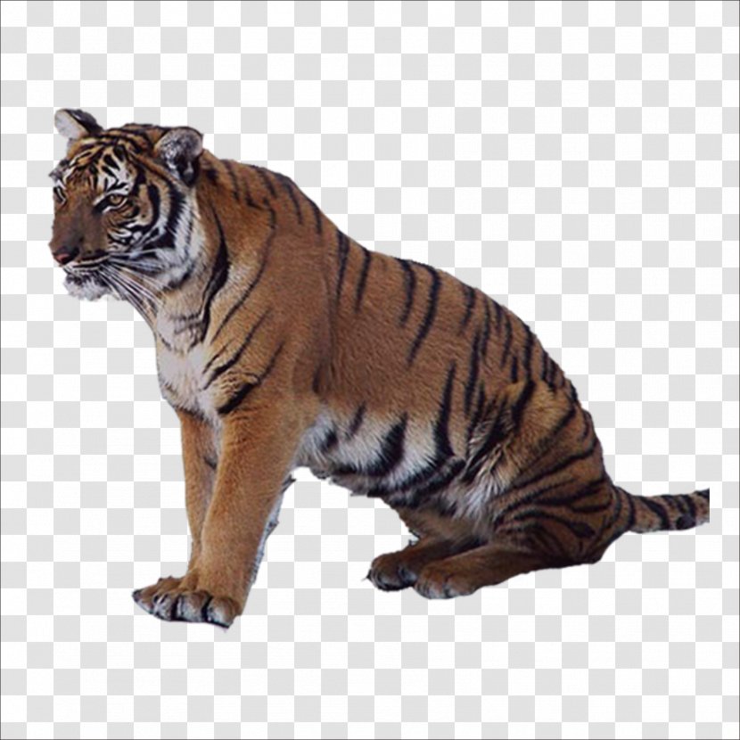 Tiger Lion Leopard Felidae - Werecat Transparent PNG