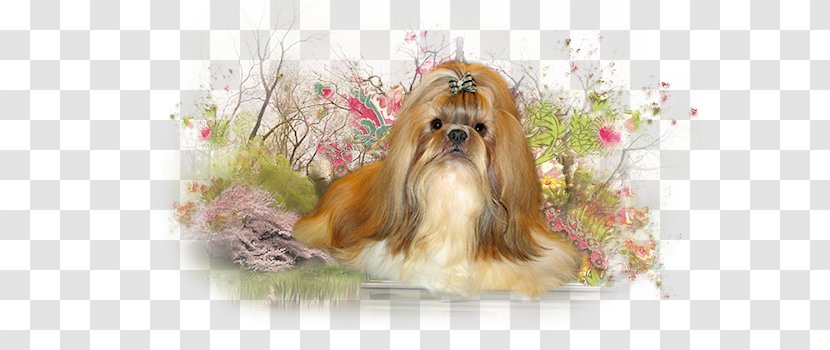Shih Tzu Havanese Dog Morkie Lhasa Apso Norfolk Terrier - Puppy Transparent PNG