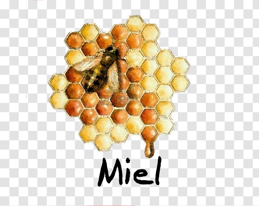 Beehive Honeycomb Honey Bee Photography Transparent PNG