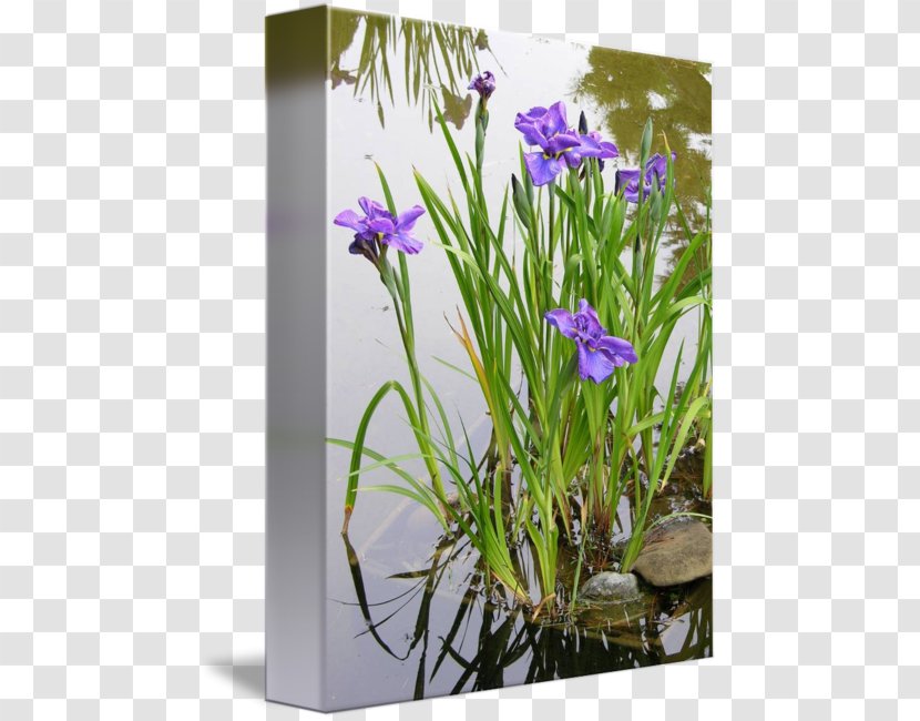 Iris Pseudacorus Aquatic Plants Water Garden - Japanese Transparent PNG