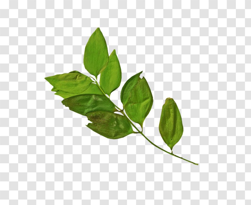 Branch Leaf Logo Clip Art - Herbalism Transparent PNG