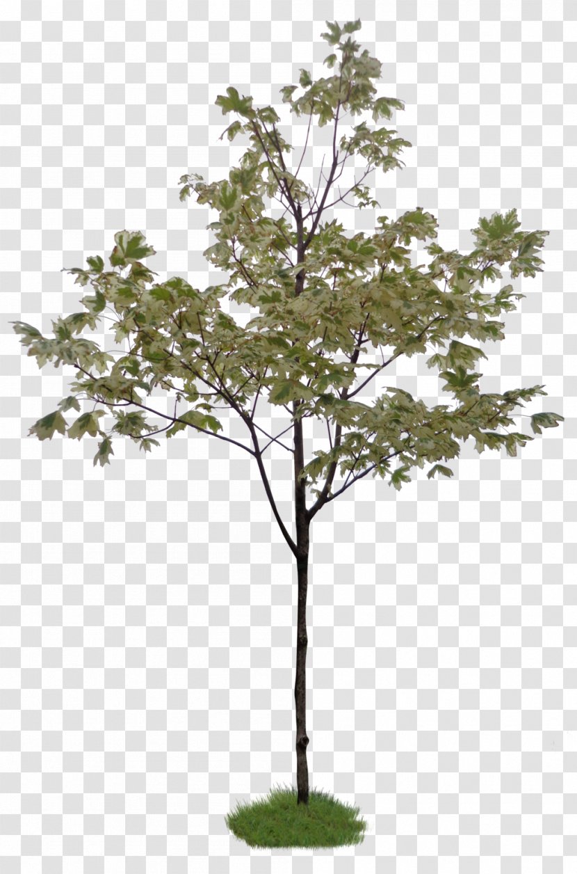 Twig Tree Weeping Fig Topiary Shrub - Common - Landspace Psd Transparent PNG