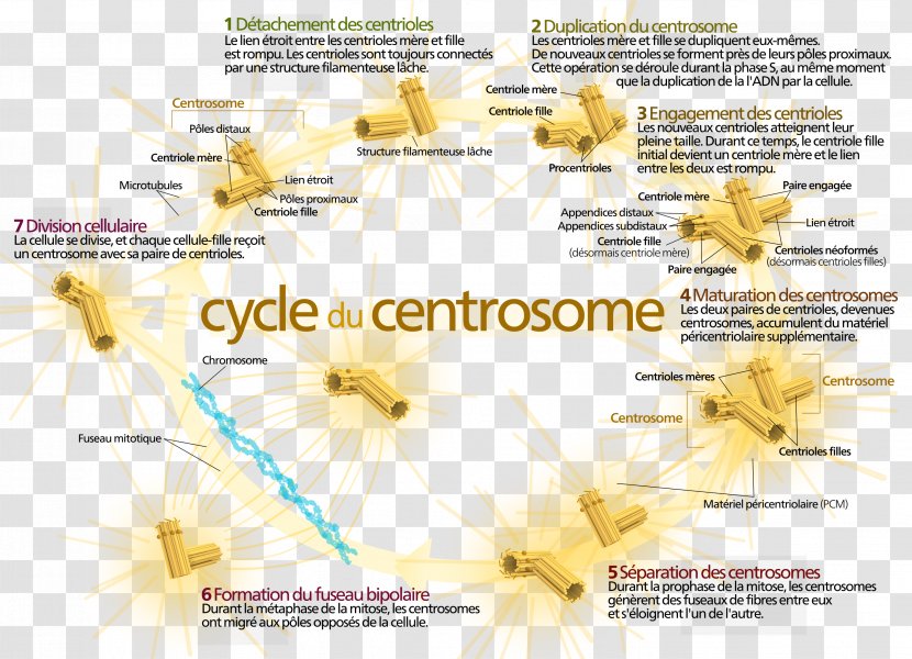 Centrosome Cycle Centriole Cell Mitosis - Hawk-eye Transparent PNG