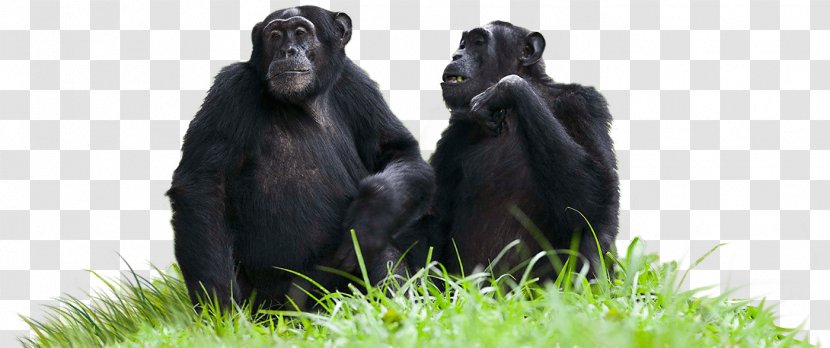 Common Chimpanzee Western Gorilla Transparency And Translucency Budongo Forest - Great Ape Transparent PNG