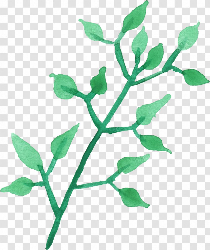 Leaf Plant Stem Branch Watercolor Painting - Reverse Image Search - Leaves Transparent PNG