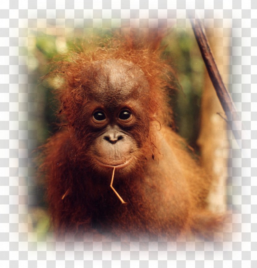 Baby Orangutans Desktop Wallpaper Display Resolution Group - Snout - Orangutan Transparent PNG