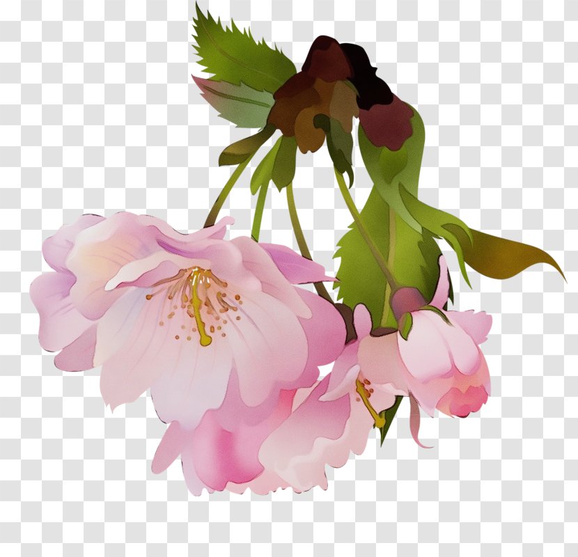 Cherry Blossom - Watercolor - Prickly Rose Transparent PNG