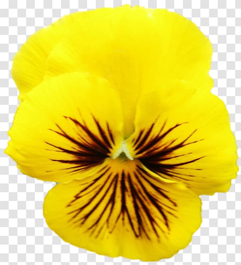 Pansy Petal - Flower Transparent PNG