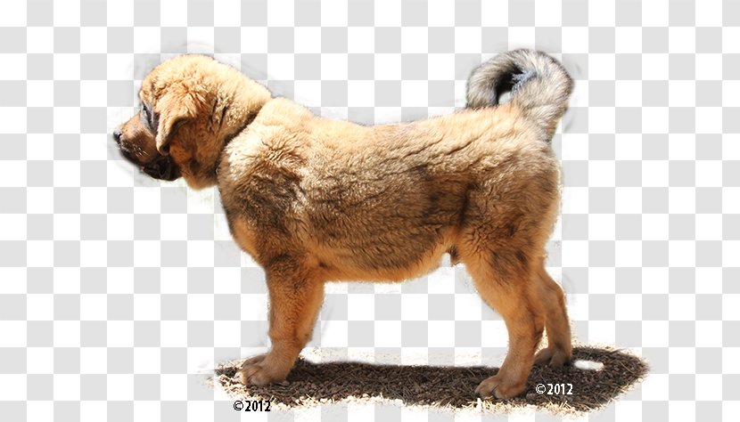Dog Breed Leonberger Puppy Tibetan Mastiff English Transparent PNG