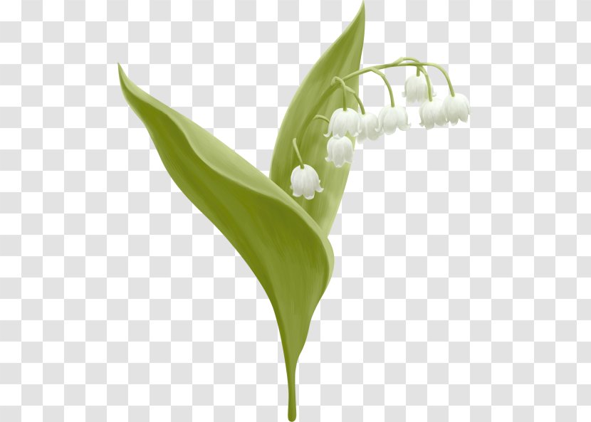 1 May Workers Day - Plant Stem - Arum Family Transparent PNG