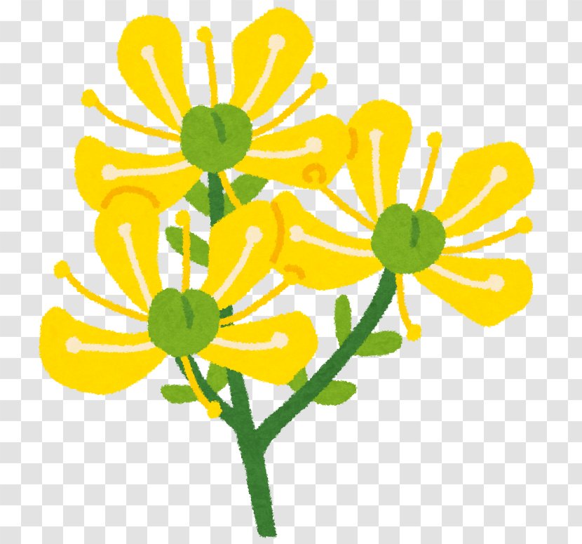 Floral Design Cut Flowers Chrysanthemum Plant Stem - Floristry Transparent PNG