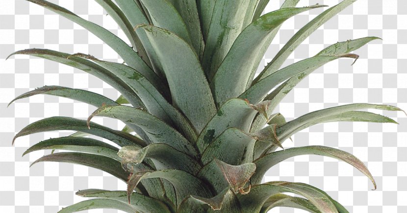 Upside-down Cake Pineapple Multiple Fruit Transparent PNG