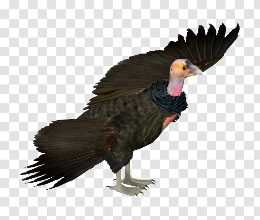 Wikia Critically Endangered California Condor Library - Bird Transparent PNG