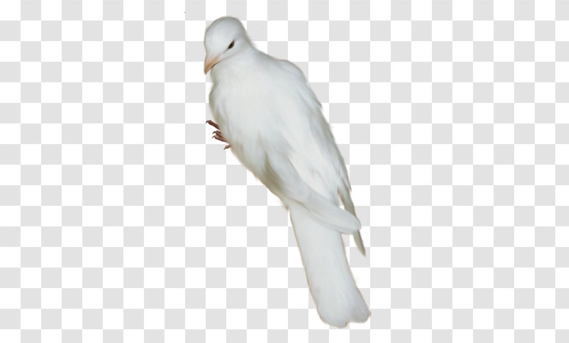 Columbidae Domestic Pigeon Bird Clip Art - Cygnini Transparent PNG