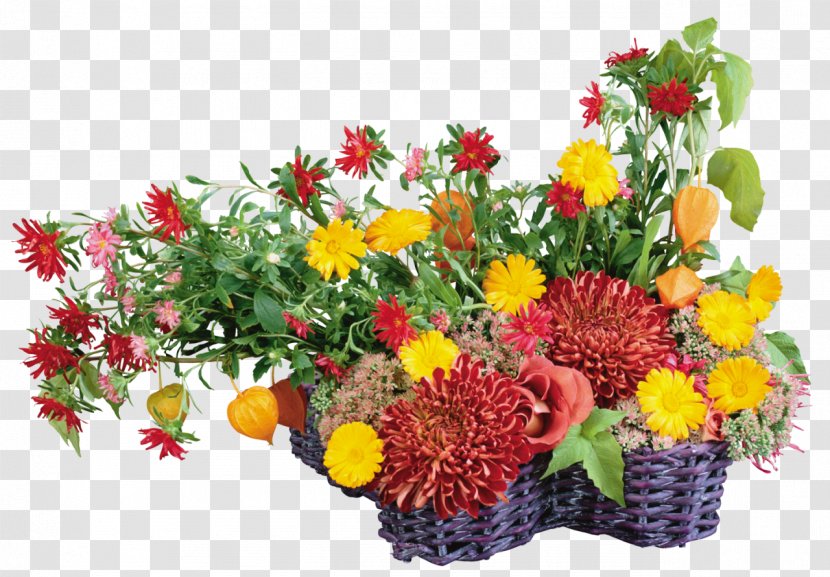Flower Desktop Wallpaper Transvaal Daisy Chrysanthemum - Watercolor - Gerbera Transparent PNG