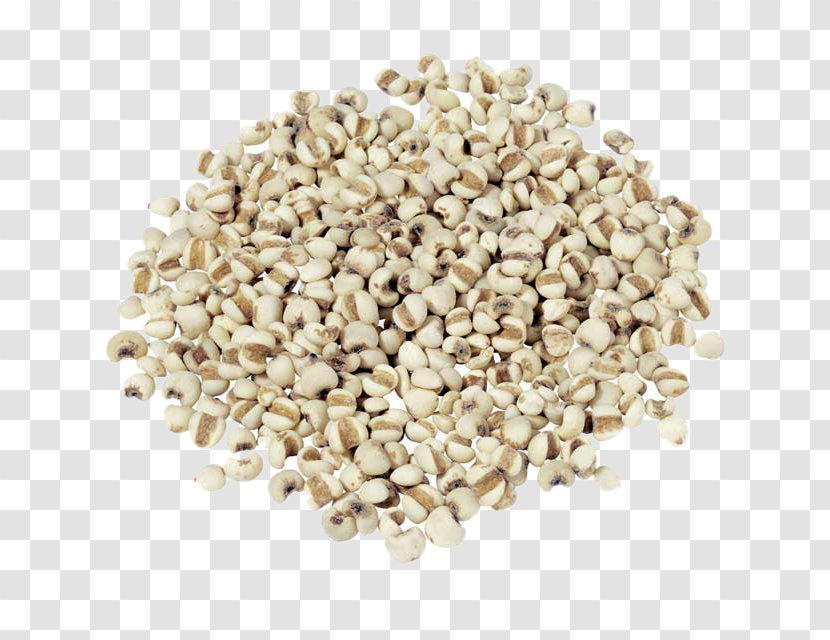 Adlay Rice Food Drinking Cereal - Spread Of Barley Transparent PNG