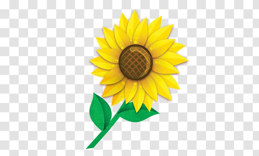 Common Sunflower Seed Garden Clip Art - Plant - Seeds Transparent PNG