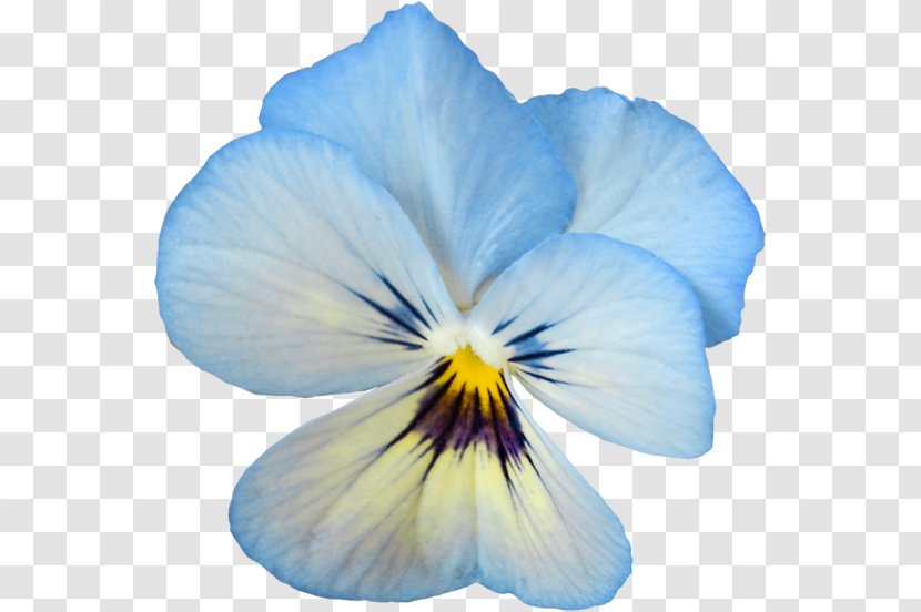 Pansy Flower Clip Art - Seed Plant Transparent PNG