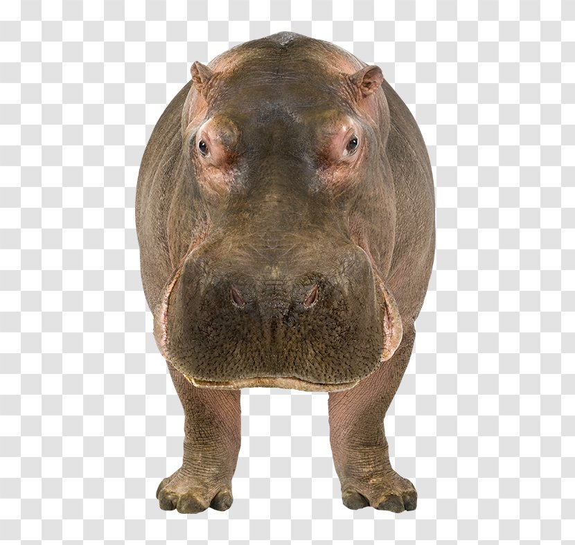 Hippopotamus Kinder Happy Hippo Clip Art - Snout - Electric Party Transparent PNG