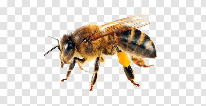 Western Honey Bee Swarming Beehive Forage Transparent PNG