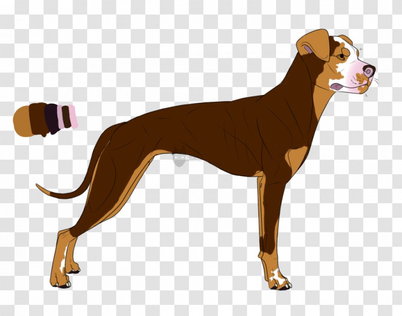Dog Breed Italian Greyhound Azawakh Longdog - Bred Pit Transparent PNG