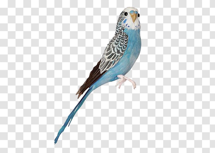 Blue Budgerigar Mutation Bird Parakeet Jay - Pink - Parrot Transparent PNG