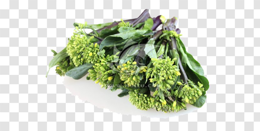 Chinese Broccoli Kale Cauliflower Spring Greens Cabbage Transparent PNG