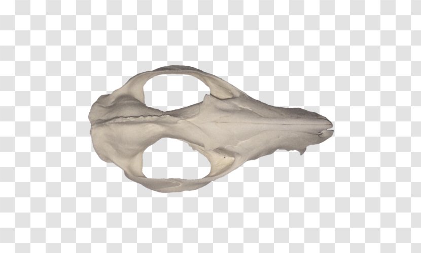 Bone - Jaw - Design Transparent PNG