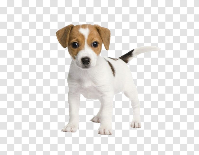 Dog Puppy Jack Russell Terrier Russell Terrier Companion Dog Transparent PNG