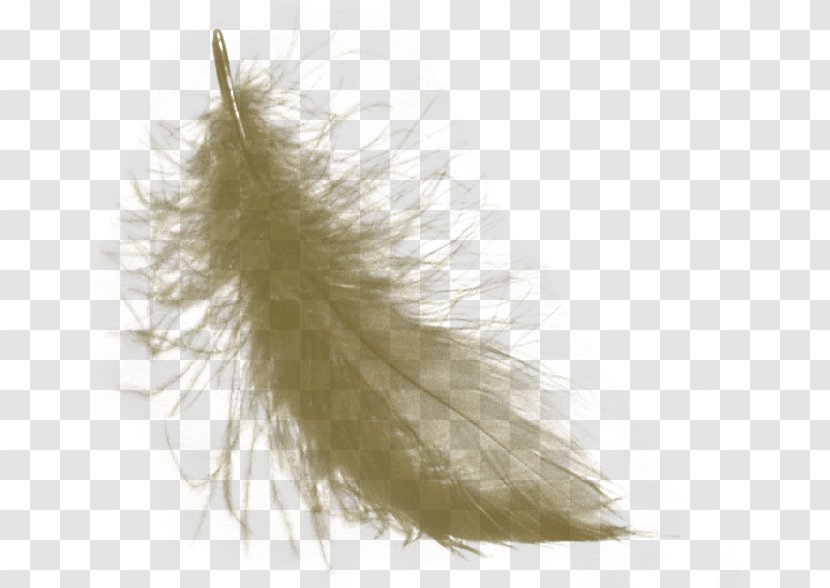 Feather Fashion Transparent PNG