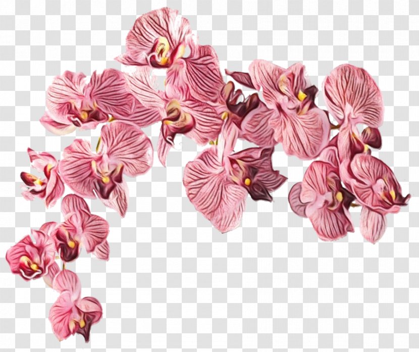 Flower Pink Petal Plant Cut Flowers - Sweet Pea Orchid Transparent PNG