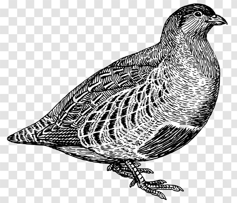 Quail Partridge Bird Clip Art - Falcon Transparent PNG